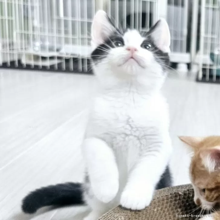 I.H 様のお迎えした子猫
