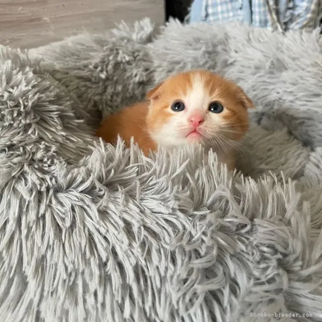 ID：2112-00212の子猫