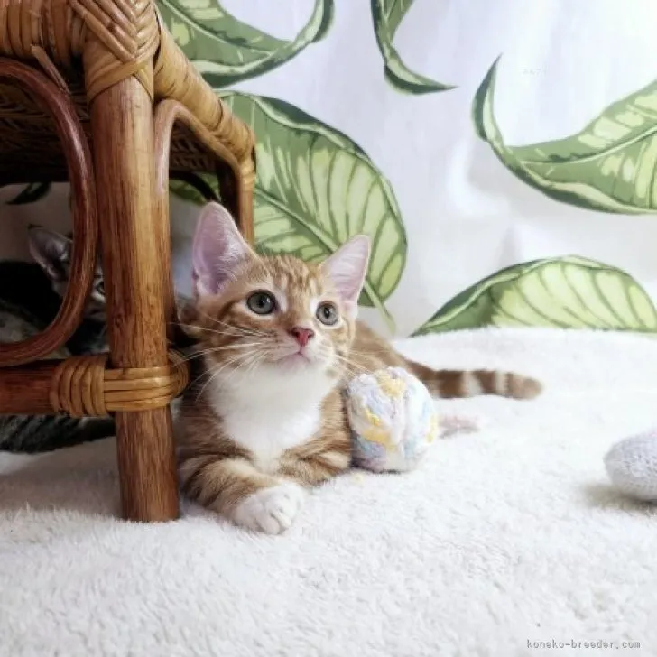 ID：2308-00077の子猫