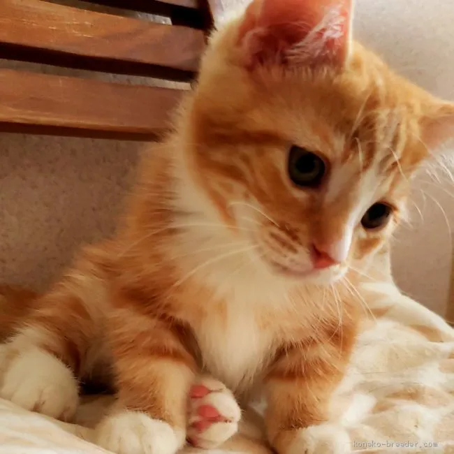 ID：1908-01340の子猫
