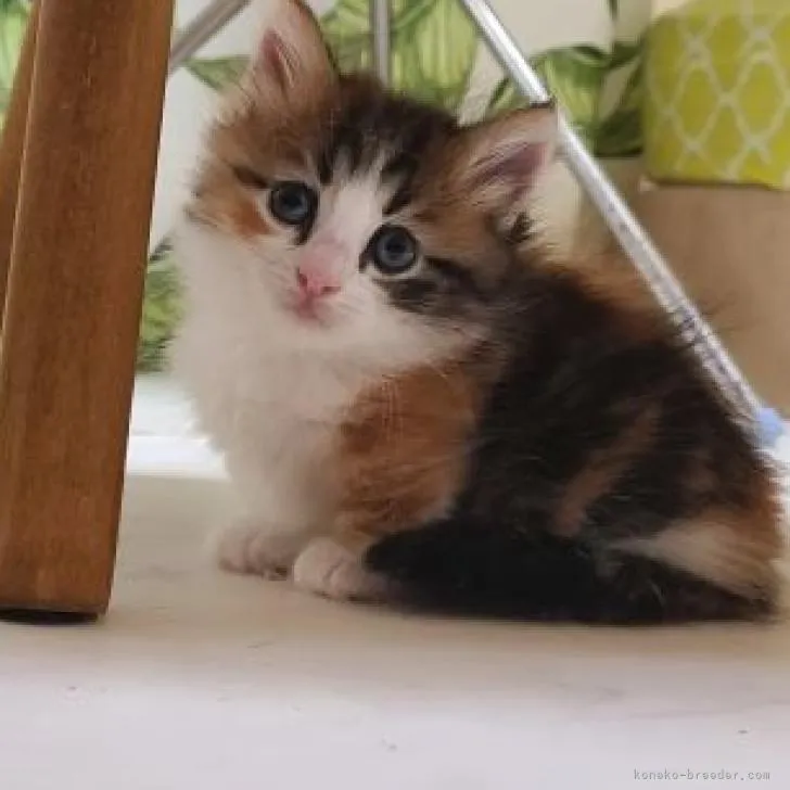 ID:2210-01041の子猫