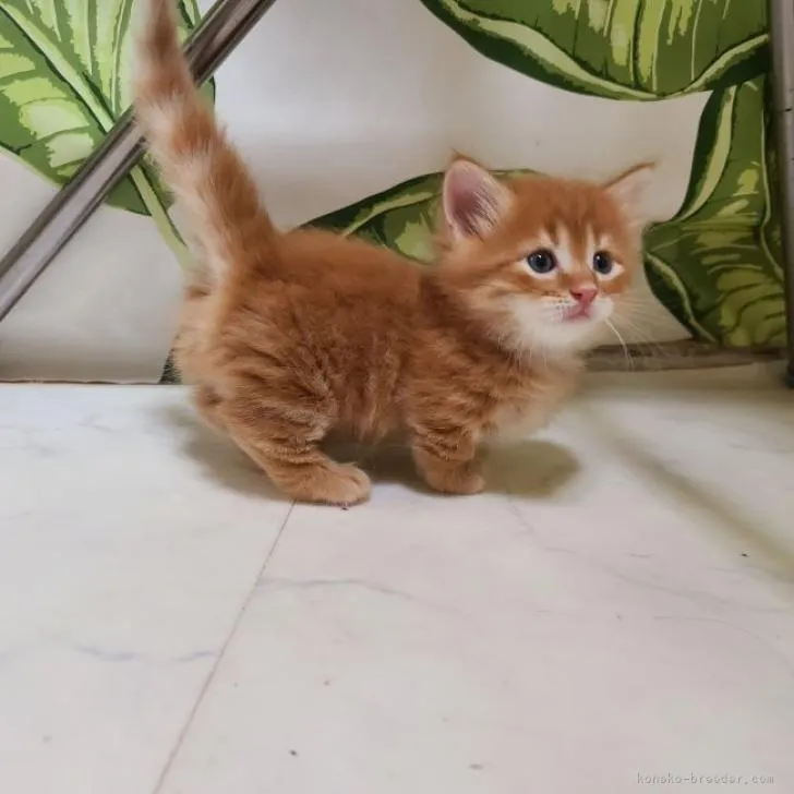 ID:2210-00479の子猫