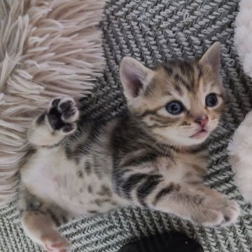 マンチカン【福岡県・女の子・2021年10月30日・シルバータビー（ショート）】の写真「ぱちくりお目めの可愛い女の子です❤️」