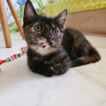 マンチカン(長足)【福岡県・女の子・2022年7月11日・トーティー（ショート）】の写真「たれ目で、お顔のカラーが珍しい女の子です❤️」