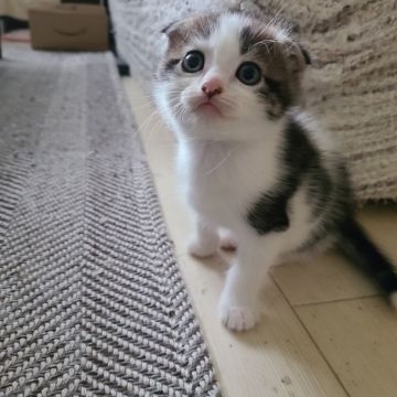 マンチカン【福岡県・男の子・2021年9月8日・シルバータビーホワイト】の写真「まん丸お顔お目めの男の子です💙」