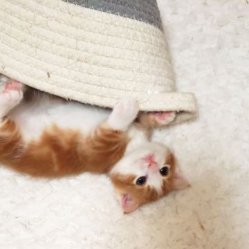マンチカン(短足)【福岡県・男の子・2019年12月2日・レッドタビーアンドホワイト】の写真「はちわれ🐾垂れ耳🐾白い手足の男の子です🐱」