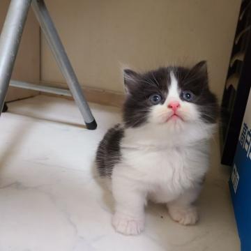 マンチカン(短足)【福岡県・男の子・2022年5月11日・ブラックアンドホワイト（ショート）】の写真「甘えんボーの可愛男の子です🌻」