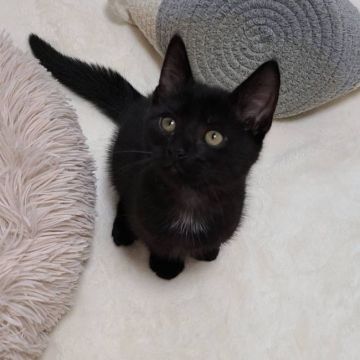 マンチカン(長足)【福岡県・男の子・2020年9月14日・ブラックスモーク】の写真「遊んでアピールがとても可愛子です♥︎」