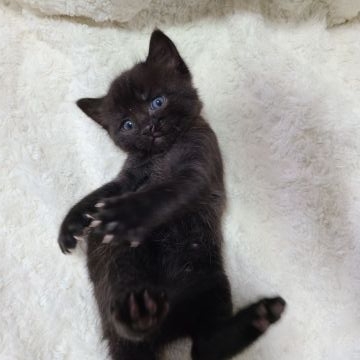 マンチカン(長足)【福岡県・男の子・2022年3月30日・ブラックスモーク（ショート）】の写真「ちょこりんとお膝に乗って来る子です🌟」