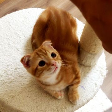 マンチカン(短足)【福岡県・男の子・2019年8月10日・レッドタビー（ショート）】の写真「あまえんぼーな短足のおチビくんです🐱💕」