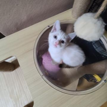 マンチカン(短足)【福岡県・女の子・2022年8月31日・シールトーティーリンクス&ホワイト（ショート）】の写真「珍しいカラーの女の子です❤️」