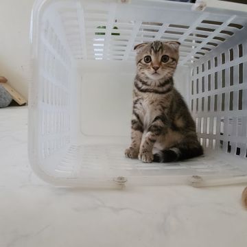 マンチカン(長足)【福岡県・女の子・2022年3月14日・シルバ-タビー（ショート）】の写真「マイペースな穏やかな女の子です❤️」