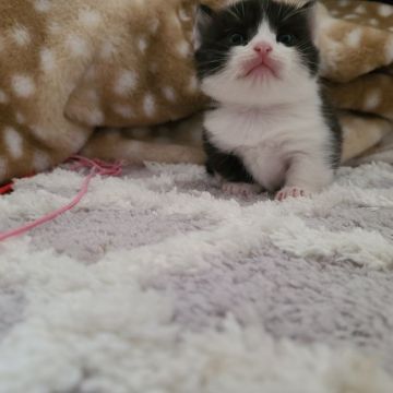 マンチカン(短足)【福岡県・男の子・2022年1月12日・ブラックスモークホワイト（ショート）】の写真「綺麗なハチワレのおちびちゃんです😌💓」