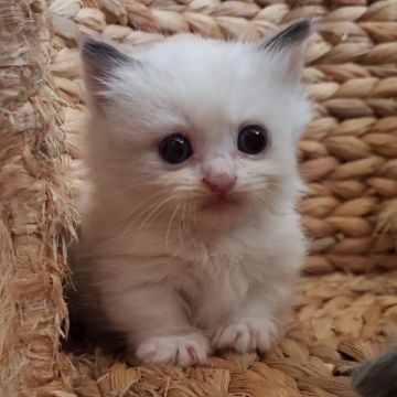 マンチカン(短足)【福岡県・男の子・2020年8月14日・ブルーポイントアンドホワイト】の写真「短足のフワフワおけけのかんわいい僕ちんです♥︎」
