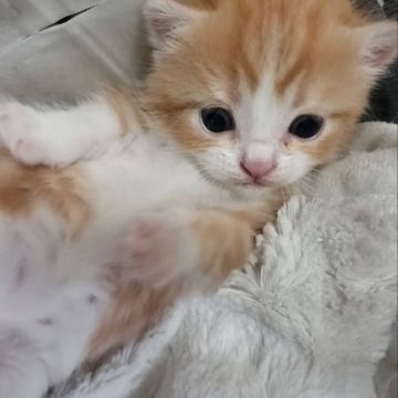 マンチカン(短足)【福岡県・男の子・2020年9月22日・レッドタビーアンドホワイト】の写真「短足お顔まん丸坊や♥︎」