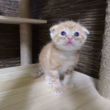 マンチカン(長足)【福岡県・男の子・2022年3月14日・レッドタビー（ショート）】の写真「冒険大好きな甘えんボーくんです💙」