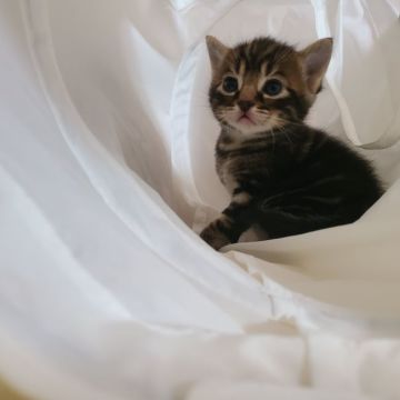 マンチカン(長足)【福岡県・男の子・2021年2月2日・シルバータビー】の写真「カラーが濃いめパッチリおめ目のイケメンくんです🌟」