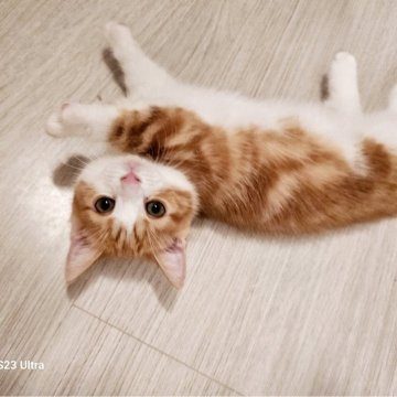 マンチカン(短足)【福岡県・男の子・2024年5月4日・レッドタビーホワイト（ショート）】の写真「綺麗なハチワレパチクリ目のイケメンちゃんです☺️」