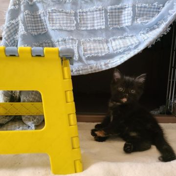 マンチカン(長足)【福岡県・女の子・2021年10月30日・トーティー（ショート）】の写真「甘えんボーの女の子です❤️」