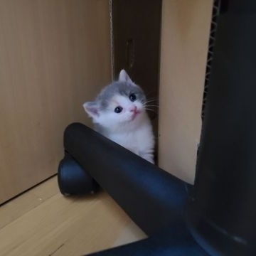 マンチカン(長足)【福岡県・女の子・2022年1月12日・ダイリュートキャリコ（ショート）】の写真「ほんわかなお顔の女の子❤️です😌💓」