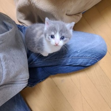 マンチカン(長足)【福岡県・女の子・2022年1月12日・ダイリュートキャリコ（ショート）】の写真「綺麗なハチワレの女の子です❤️」