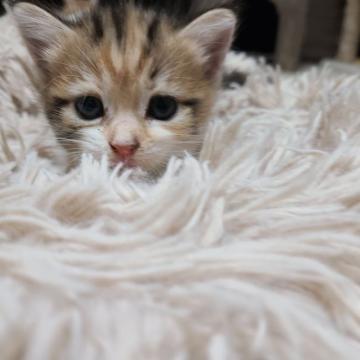 マンチカン(短足)【福岡県・女の子・2022年7月11日・シルバーパッチドタビーホワイト（ショート）】の写真「テコテコ歩きがとっても可愛い❤️女の子です☺️」