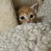 マンチカン(長足)【福岡県・女の子・2023年10月6日・レッドタビー】の写真1