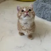 マンチカン(短足)【福岡県・女の子・2023年4月18日・レッドタビー】の写真1