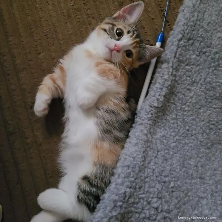 マンチカン(短足)【福岡県・女の子・2022年8月31日・シルバーパッチドタビーホワイト】の写真1