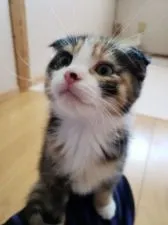 マンチカン(長足)【福岡県・女の子・2018年8月27日・シルバーパッチドタビーアンドホワイト】の写真2「膝の上で眺めてきてる💓」