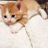 マンチカン(長足)【福岡県・男の子・2020年5月5日・レッドタビーアンドホワイト】の写真2