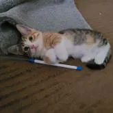 マンチカン(短足)【福岡県・女の子・2022年8月31日・シルバーパッチドタビーホワイト】の写真2