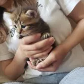 マンチカン(短足)【福岡県・男の子・2020年5月5日・ブラウンタビー】の写真2