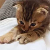 マンチカン(長足)【福岡県・女の子・2019年12月2日・ブラウンパッツチドタビー】の写真3