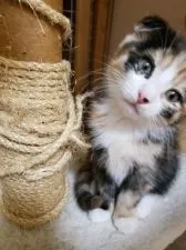 マンチカン(長足)【福岡県・女の子・2018年8月27日・シルバーパッチドタビーアンドホワイト】の写真3