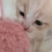 マンチカン(長足)【福岡県・男の子・2021年1月31日・クリームタビー】の写真3「ドアップ👀」