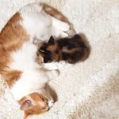 マンチカン(長足)【福岡県・女の子・2020年1月17日・キャリコ】の写真3