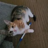 マンチカン(短足)【福岡県・女の子・2022年8月31日・シルバーパッチドタビーホワイト】の写真3