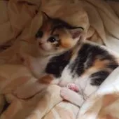 マンチカン(長足)【福岡県・女の子・2020年1月17日・キャリコ】の写真4