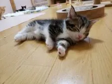 マンチカン(短足)【福岡県・女の子・2019年3月12日・ブラウンタビーアンドホワイト】の写真4