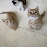 マンチカン(短足)【福岡県・女の子・2023年4月18日・レッドタビー】の写真4