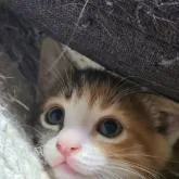 マンチカン(短足)【福岡県・女の子・2022年8月31日・シルバーパッチドタビーホワイト】の写真4