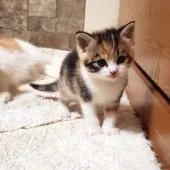 マンチカン(長足)【福岡県・女の子・2020年1月17日・キャリコ】の写真5