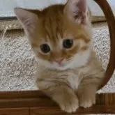 マンチカン(短足)【福岡県・女の子・2023年4月18日・レッドタビー】の写真5