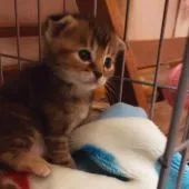 マンチカン(長足)【福岡県・女の子・2019年12月2日・ブラウンパッツチドタビー】の写真5