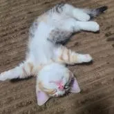 マンチカン(短足)【福岡県・女の子・2022年8月31日・シルバーパッチドタビーホワイト】の写真5