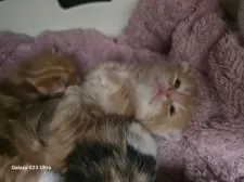 マンチカン(短足)【福岡県・男の子・2024年10月29日・レッドタビー】の写真11