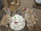 マンチカン(長足)【福岡県・男の子・2024年11月18日・レッドタビー】の写真15