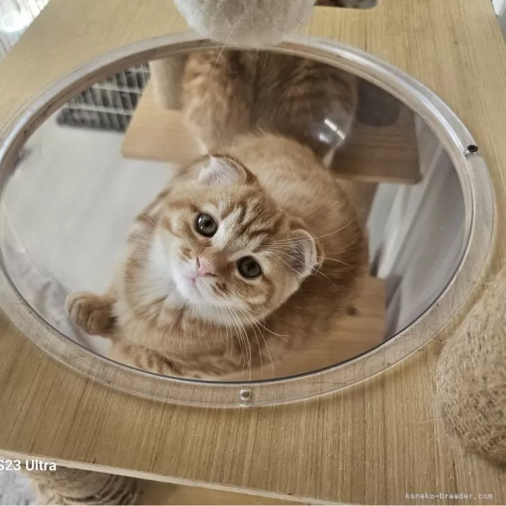 ID：2412-02640の子猫