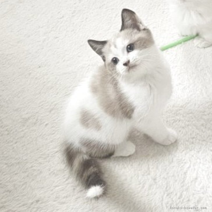 ブリーダー画像